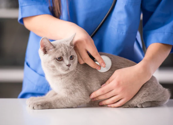 Le syndrome de la peau irritée chez le chat