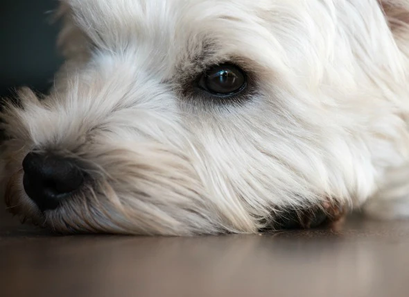 Le syndrome de l’œil sec chez le chien