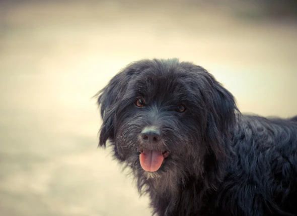 Le syndrome du côlon irritable chez le chien