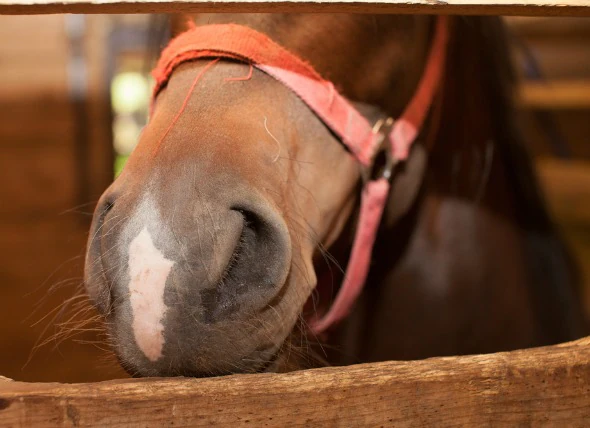 Le virus de la grippe chez le cheval