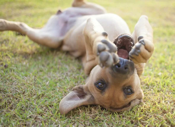 Le virus de la verrue chez le chien