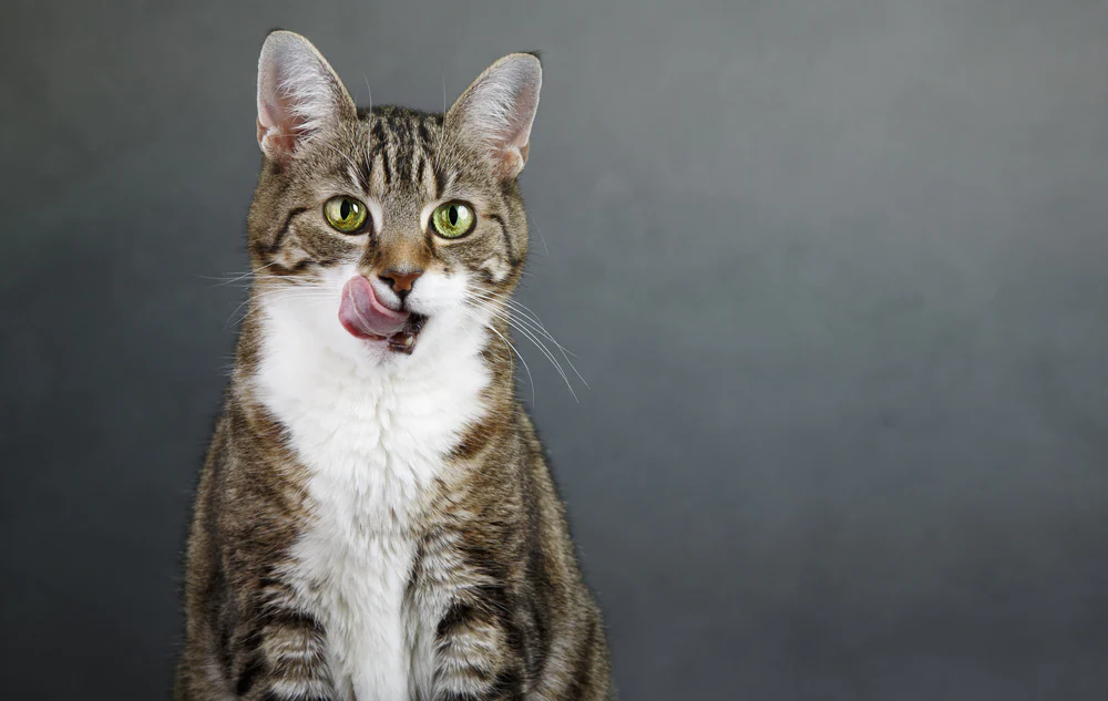 L’empoisonnement au plomb chez les chats