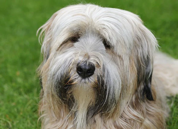 Lentille oculaire disloquée chez le chien