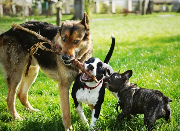 Les ankylostomes chez les chiens : ce qu’il faut savoir