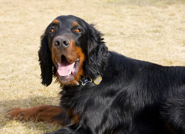 Les bosses cutanées (dermatoses papulonodulaires) chez le chien