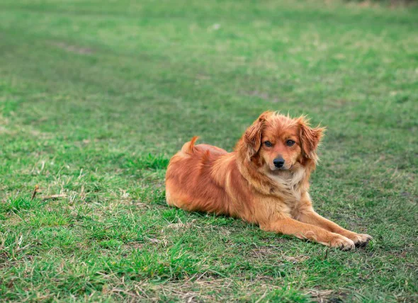 Les carences en sang chez le chien