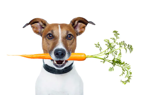 Les carottes améliorent-elles naturellement la vision de votre chien ?