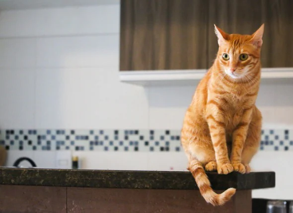 Les chats peuvent-ils manger du chocolat ?