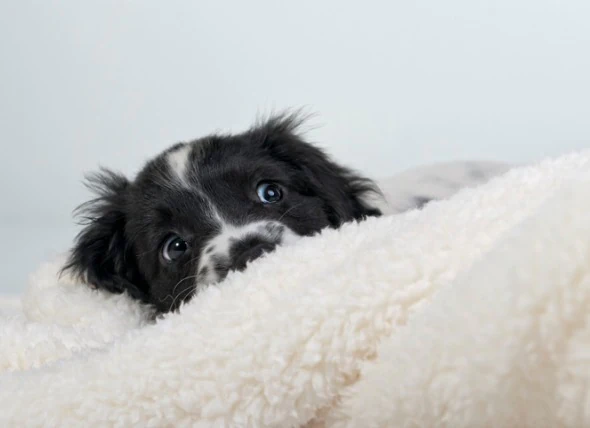 Les chiens peuvent-ils avoir des attaques de panique ?