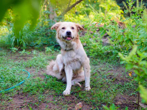 Les chiens peuvent-ils être allergiques à l’herbe ?