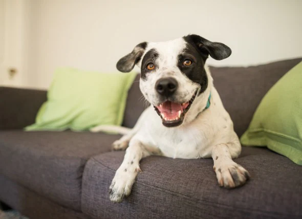 Les chiens peuvent-ils être atteints du syndrome de Down ?