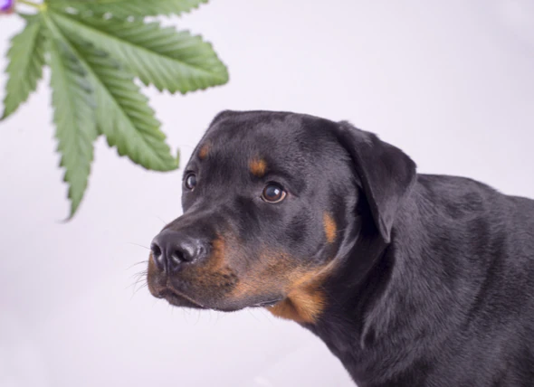 Les chiens peuvent-ils se défoncer ? Les effets dangereux de la marijuana sur les chiens