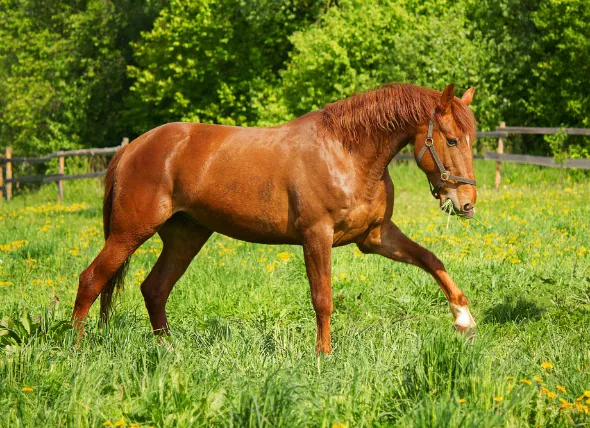 Les ecchymoses chez le cheval