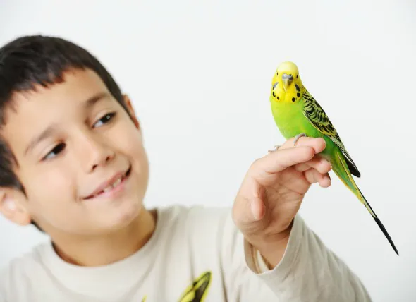 Les kystes du plumage chez les oiseaux