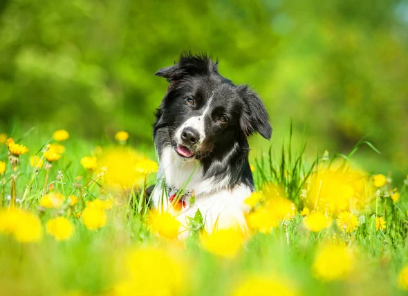 Les mouches du vinaigre (asticots) chez le chien