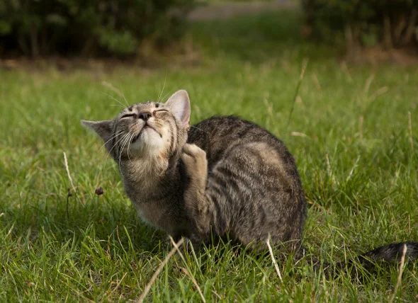 Les poux chez les chats