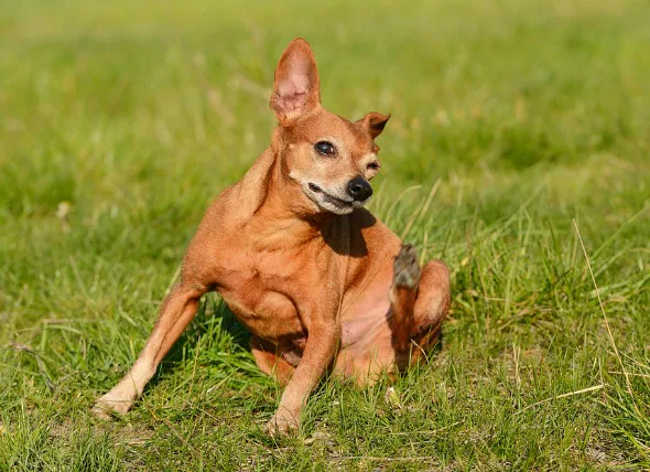 Les poux chez les chiens