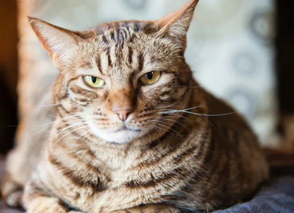 Les ténias chez les chats : Symptômes, traitement et prévention