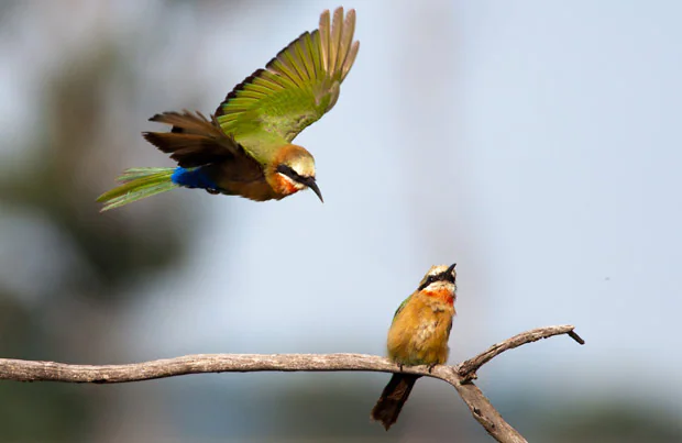 Les vers ronds chez les oiseaux