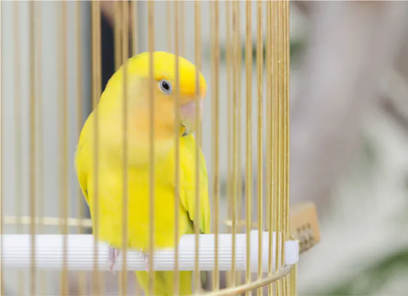 Les vers solitaires chez les oiseaux