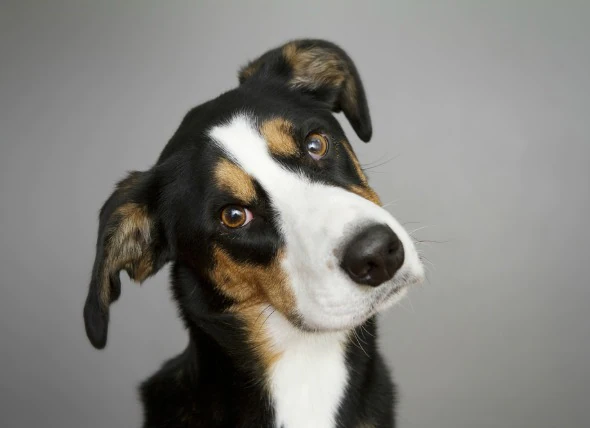 Lésion cérébrale chez le chien