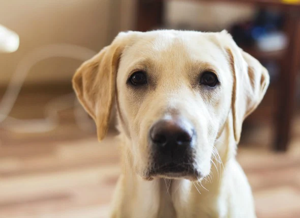 Leucémie (aiguë) chez le chien