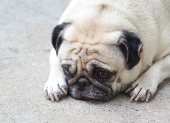 L’évanouissement chez le chien