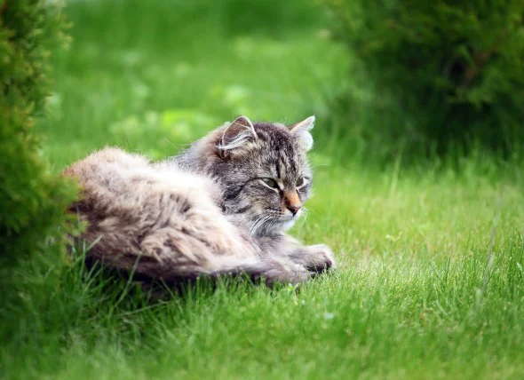 L’évanouissement chez les chats