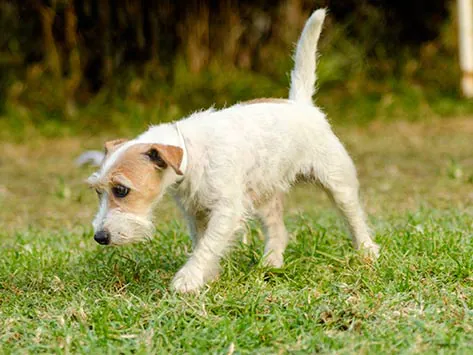 L’herbe peut-elle tuer votre chien ?