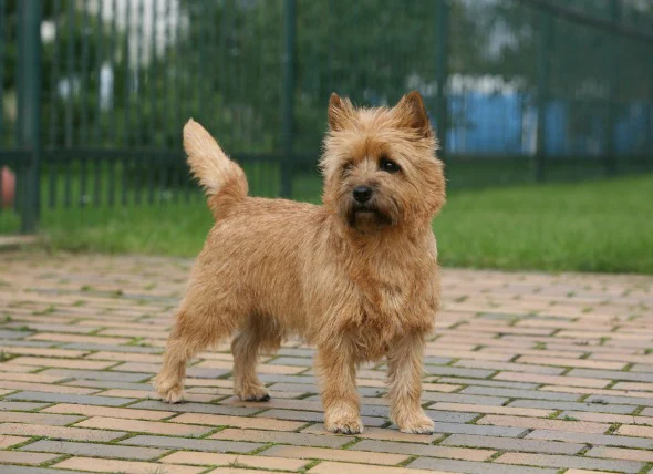 L’hyperglycémie chez le chien