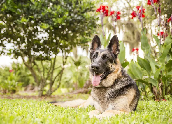 L’hypertension artérielle chez le chien