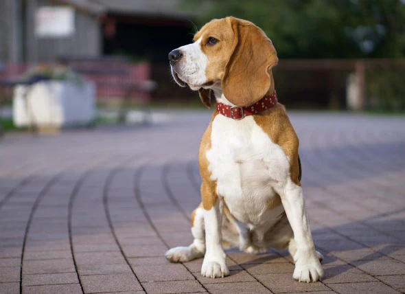 L’hypertension artérielle dans les poumons chez le chien