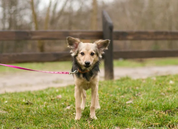 L’hyperthyroïdie chez le chien