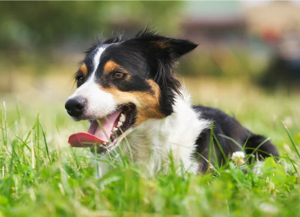 L’hypertrophie rénale chez le chien