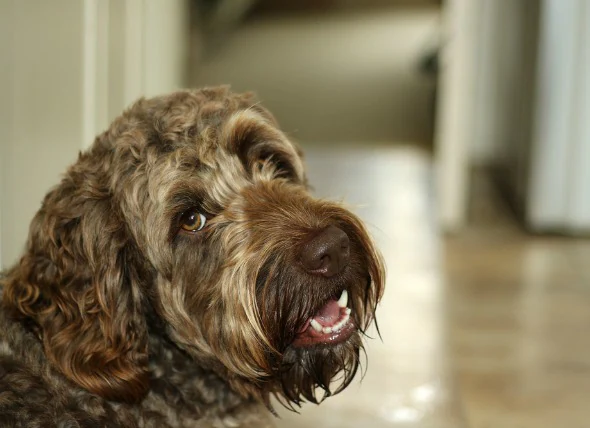 L’hypocalcémie chez le chien