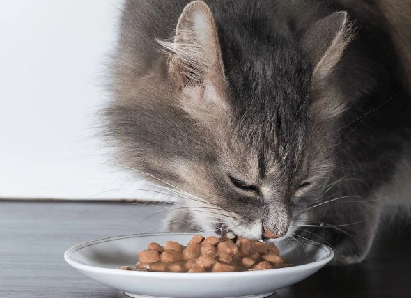 L’hypoglycémie chez le chat