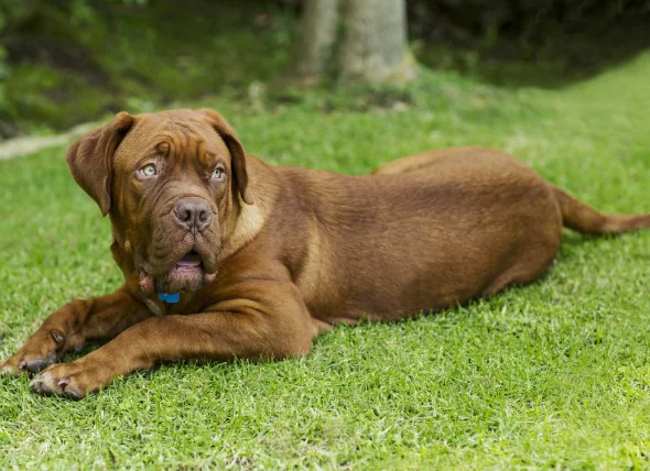 L’hypoglycémie chez le chien