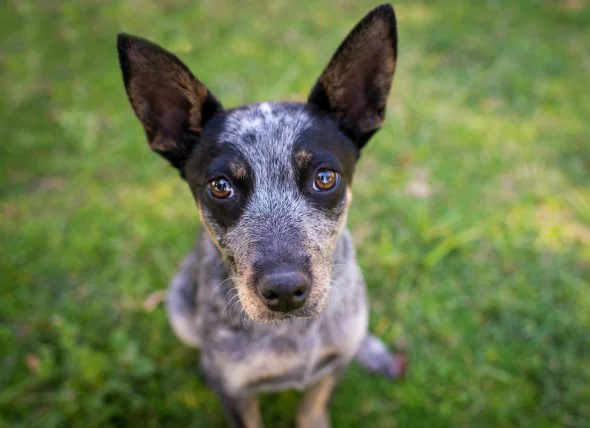 L’hypokaliémie chez le chien