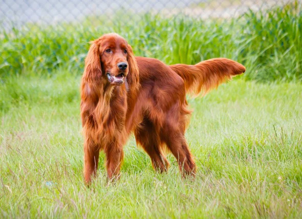 L’hypothyroïdie chez le chien