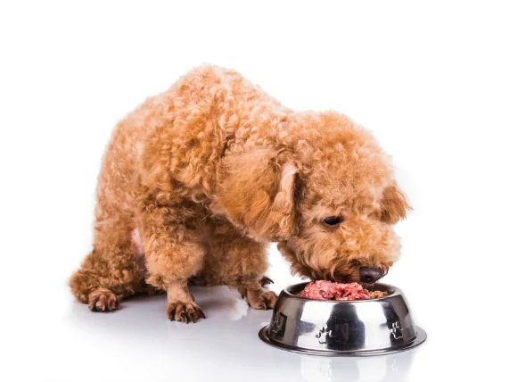 L’infection par le ver rond du porc chez le chien