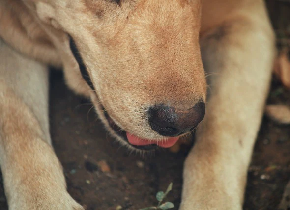 Liquide dans le thorax chez le chien