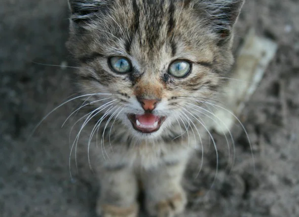 Liquide dans les poumons chez les chats