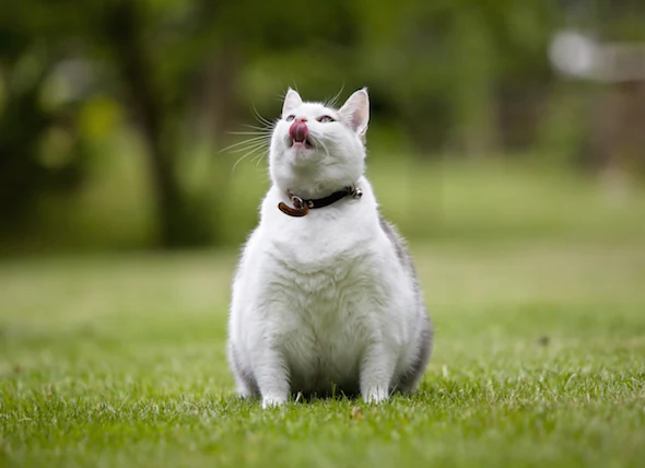 L’obésité chez les chats