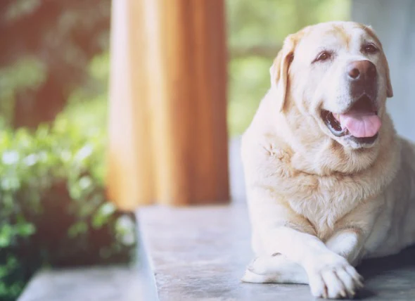 L’obésité chez les chiens : symptômes, causes et mesures à prendre