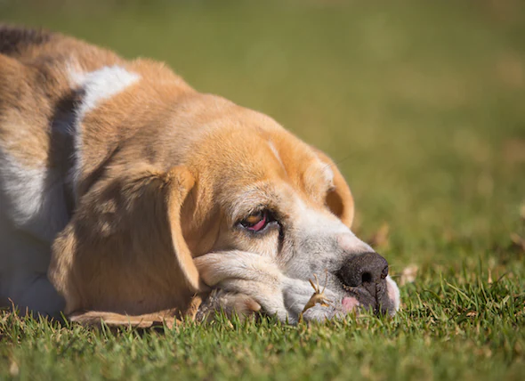 L’œil rouge chez le chien