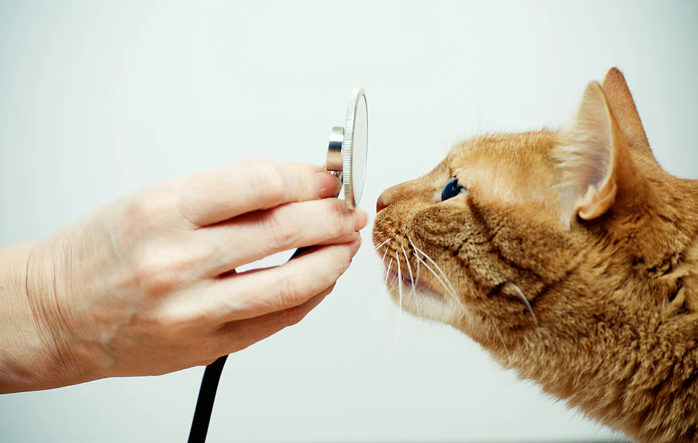 L’œil tombant chez le chat