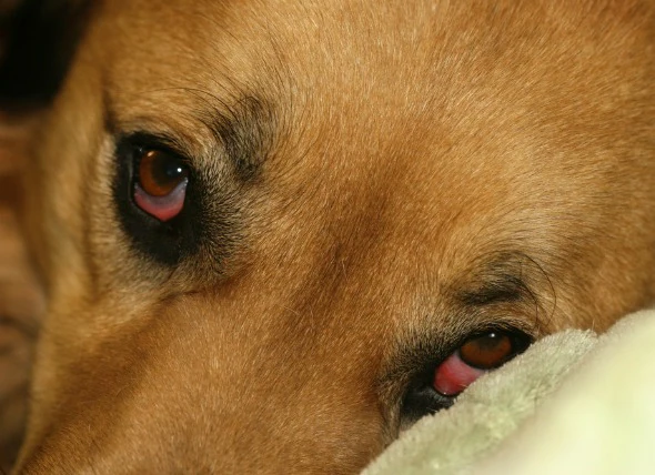 L’œil tombant chez le chien