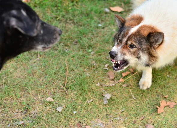 Lorsque votre chien est excessivement agressif envers les autres chiens