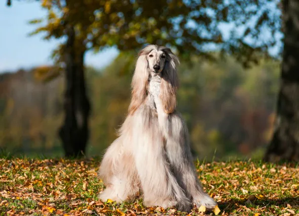 Maladie auto-immune systémique chez le chien