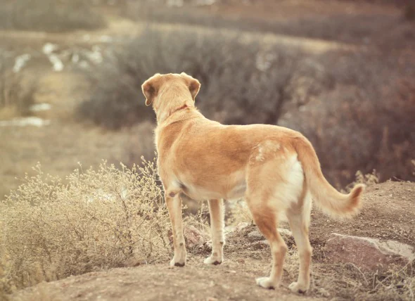 Maladie de la moelle épinière chez le chien